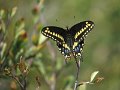 E (13) Baird's Swallowtail